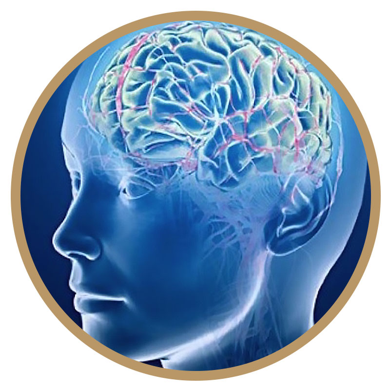 img-cerebro